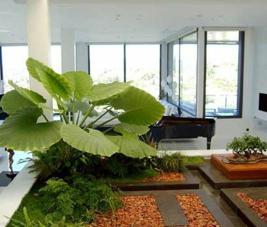 Las mejores plantas para decorar tu hogar